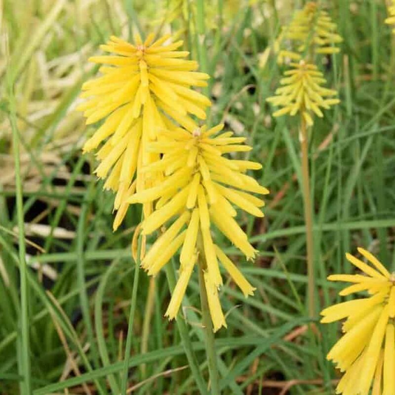 Kniphofia Banana Popsicle ('Tnknibp') (Popsicle Series) ---